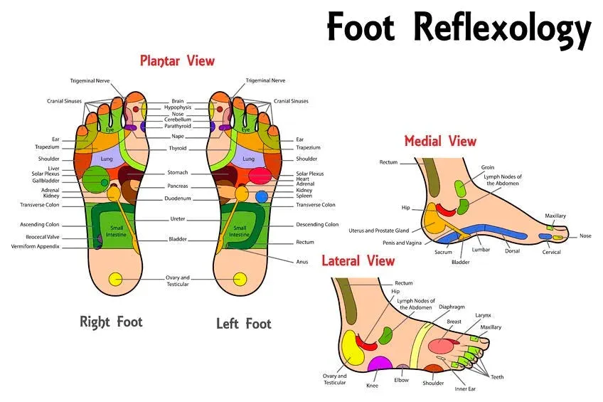 LIVE IN-PERSON 6 CE Hour Foot Reflexology Basics